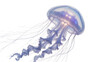 © Maria - Translucent jellyfish with long tentacles, isolated on transparent background