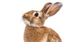 © Maria - Brown rabbit with long ears looking up, isolated on transparent background