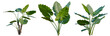 © Peter Hai - Alocasia macrorrhiza tree, elevation, front view, cutout, transparent background, isolate, Three Elephant Ear Plants on White Background - Tropical Foliage for Design