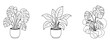 © MSTRIMA - Three black and white line drawings of potted plants with large leaves on transparent background  houseplants  foliage  greenery  indoor plants