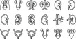 © Wali - Set of human urinary system and kidney anatomy line icons.