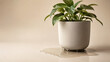© Sourov943 - Potted houseplant leaking water on surface with houseplant greenery decoration gardening overflow moisture minimalist botanical environment resource conservation spillage