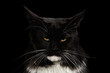 © seregraff - Dramatic extreme closeup portrait of angry black Maine Coon cat with intense yellow eyes long white whiskers isolated on black background in studio
