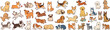 © Star_Pixels11 - Set of cute diverse dog breeds illustrated in cartoon style with illustration collection domestic veterinary colorful purebred adoption