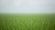 © putra - Vibrant Green Grass Field Under a Hazy Sky on a Foggy Morning.