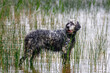 © Mariia - Side view of a beautiful female English Setter dog standing in the water among common spike-rush (Eleocharis palustris). Pet portrait on an overcast summer day.