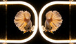 © Future Vision - Swimming two pale gold betta fish fanning ruffled fins at aquarium tank center, with LED rings