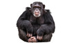 © Isabel - Chimpanzee sitting with hands clasped