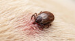 © ANA Stock - Close-up of an engorged tick attached to a domestic animal’s skin, highlighting parasite control, pet health, and disease prevention