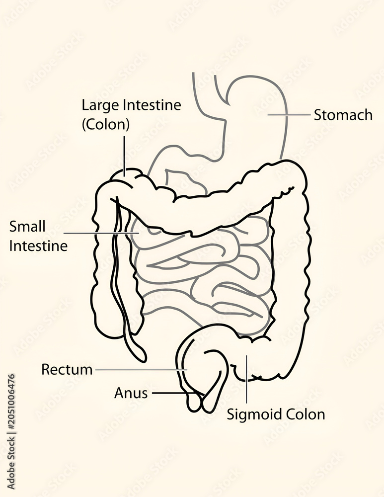Intestine Chart.pdf Large Intestine and Small Intestine Anatomy Diagram | Human Digestive ...