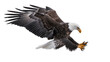 © Aino - Bald eagle with wings spread talons extended, in flight
