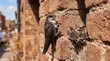 © Bold Frame Media - Young common swift nestling clinging to a brick wall near its nest.