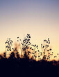 © Ju_see - beautiful abstract evening nature background with silhouettes of wild grass stems at sunset. artistic pastoral landscape of grass field. relax, harmony, meditation atmosphere. copy space