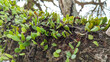 © Maule - Small green epiphytic leaves growing on a rough, textured tree trunk in a tropical natural environment.