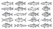 © Kuning - Collection of Hand-Drawn Fish Illustrations - Diverse Aquatic Species
