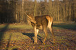 © David Daniel - Isolated close-up of a photogenic red deer hind in a forest clearing at sunset | Cervus elaphus