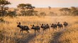 © faiz - Wildebeest herd running on savannah road at sunset