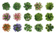 © Rawpixel.com - PNG Diverse vibrant top-view foliage on transparent background