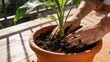 © Vladimir  - Couple hands gardening together to plant green houseplant in terracotta pot with soil on sunny terrace