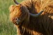 © Kevin Sawford/imageBROKER - Highland cattle or cow (Bos taurus taurus) adult farm animal in a grass field, England, United Kingdom