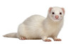 © Jonas - Albino ferret with white fur and pink ears looking forward