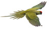 © Niklas - Green parrot with red head flying with wings spread
