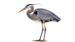 © Niklas - Great Blue Heron bird standing profile view