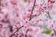 © ADDICTIVE STOCK - Delicate pink spring blossom branches with soft bokeh
