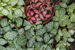 © reddish - Assortment of vibrant fittonia plants displaying unique green and pink leaf patterns