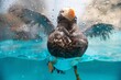 © 正太朗 落合 - 水中を羽ばたくパフィン