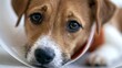 © Oleh - Little jack russell puppy wearing a protective elizabethan collar, known as the cone of shame, lying down with a sad expression, showing the recovery process after a veterinary procedure