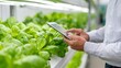 © evgenia_lo - Exploring Modern Agriculture: A Close Up on Hydroponic Lettuce Cultivation with Technology Integration for Sustainable Farming Solutions