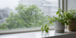 © 写施練 - 雨上がりの窓辺と観葉植物