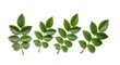 © twilight mist - Set of Green Rose Leaves Isolated on White Background - Botanical Nature Elements for Graphic Design and Floral Projects