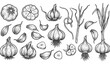 © MstLima - Hand drawn garlic sketch vector illustration with detailed culinary botanical elements