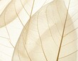 © Yoman - Close-up of delicate transparent leaves showing intricate vein patterns, bathed in soft light