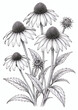 © Liliya - Detailed black and white illustration of echinacea flowers with leaves. Botanical art, vintage style, perfect for coloring books, prints, and nature-themed designs.