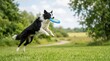 © OlgaNeuroArt - Black and white Border Collie jumping to catch a blue flying disc. Active dog playing fetch in a grassy park outdoors