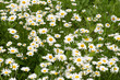 © Andrei Tomas - Close-up of white daisies with yellow centers in lush green grass, springtime countryside floral background.
