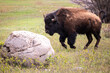 © DrN8 - Bison trotting past a boulder.