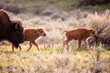 © DrN8 - Two bison calves walking beside the herd.
