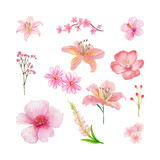 Watercolor Pink Floral Clipart Collection Isolated on Transparent Background