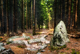 Karpacz - las - śnieżka