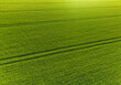 © RetoricMedia - Green wheat field pattern from above, vibrant green grain crop in summer, sustainable agriculture and farming texture concept