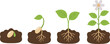 © Kumot Roy - Illustration depicting the four stages of a plants growth cycle from seed germination to a fully bloomed flower in rich soil with visible roots