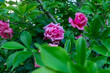 © Volha - Pink rose blossoms partly hidden among glossy green foliage. Natural garden scene showing ornamental shrub growth, summer flowering, soft petals and decorative plants for floral and landscape themes.