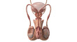 © shuphanida - Cross section anatomy of human male reproductive system