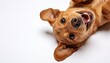 © David Zarzosa - Playful brown puppy lying upside down on white background, cute happy pet portrait with copy space and joyful dog expression.