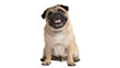© Lukas - Cute fawn pug dog sitting tongue out, isolated on transparent background