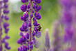 © Arina Boryslavska  - bumblebee collecting nectar on purple lupine flower